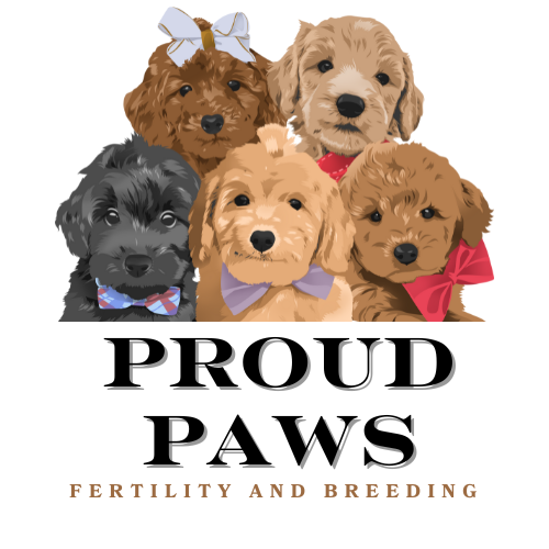 Proud Paws